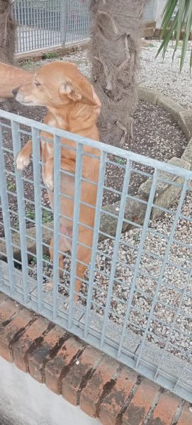 Cagnolina cerca casa 