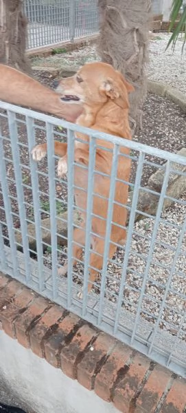 Cagnolina cerca casa  | Foto 1