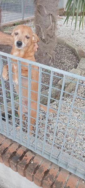 Cagnolina cerca casa  | Foto 0
