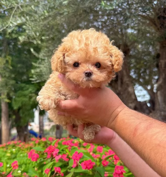 Cuccioli di barboncino adorabili in cerca di una nuova casa.