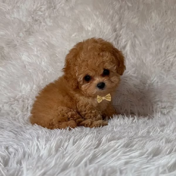Cuccioli di barboncino adorabili in cerca di una nuova casa. | Foto 2
