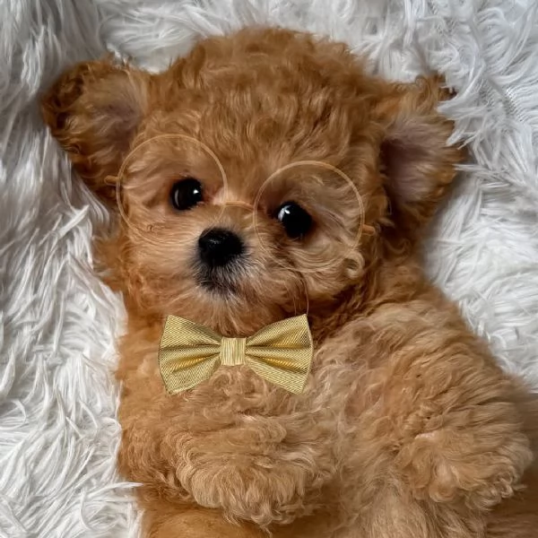 Cuccioli di barboncino adorabili in cerca di una nuova casa. | Foto 1