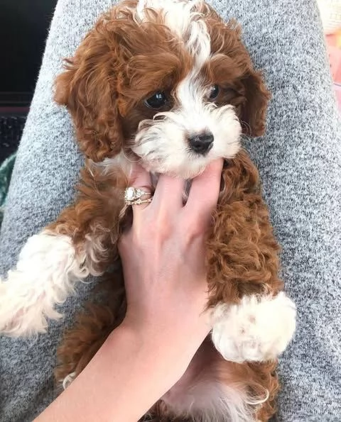 labrador retriever  | Foto 0