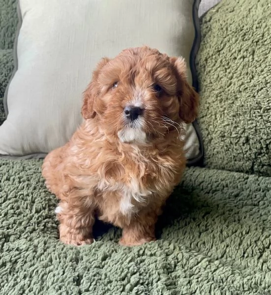 Cuccioli di barboncino adorabili in cerca di una nuova casa.