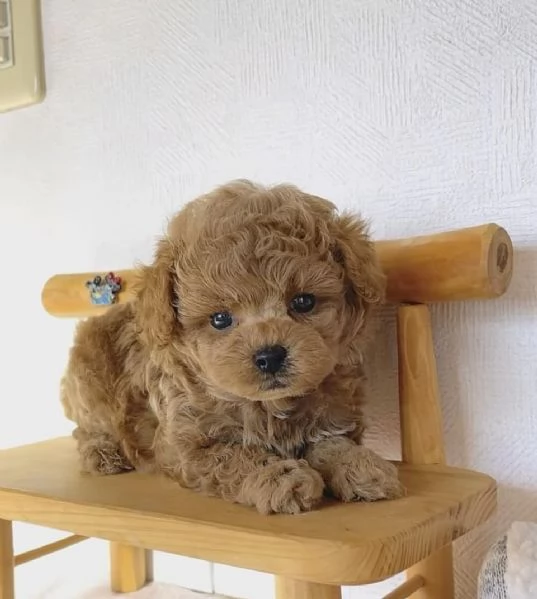 Cuccioli di barboncino adorabili in cerca di una nuova casa.  | Foto 0