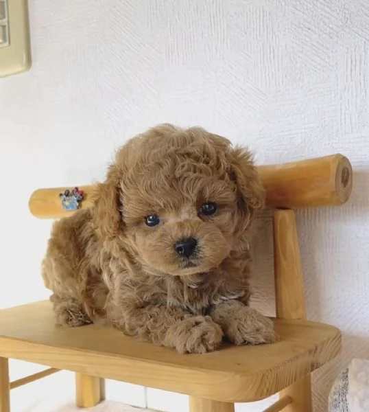 Cuccioli di barboncino adorabili in cerca di una nuova casa. 