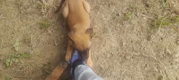 Cucciolo pastore belga malinois 