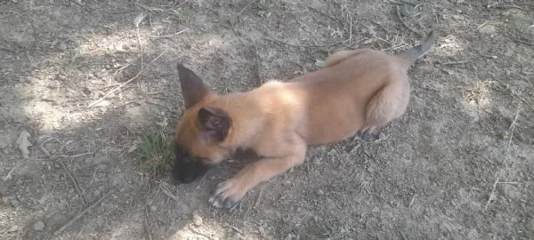 Cucciolo pastore belga malinois  | Foto 1
