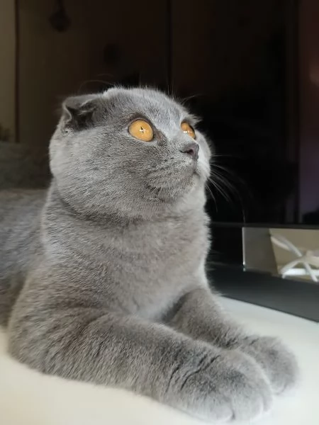 Gattino scottish fold blu | Foto 4