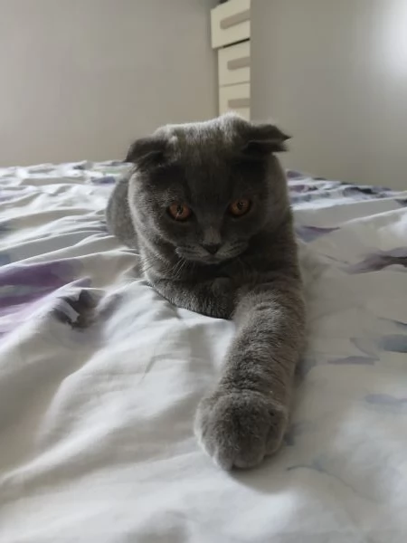 Gattino scottish fold blu | Foto 3