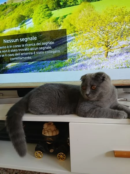 Gattino scottish fold blu