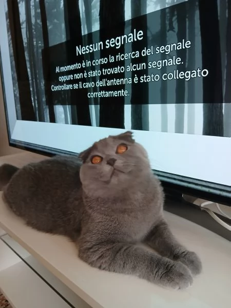 Gattino scottish fold blu | Foto 2