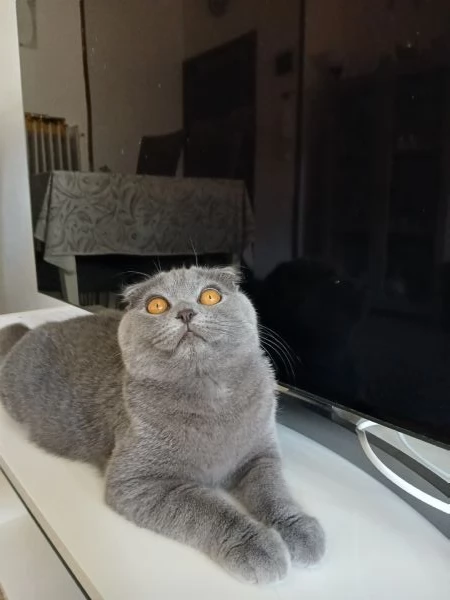 Gattino scottish fold blu | Foto 1