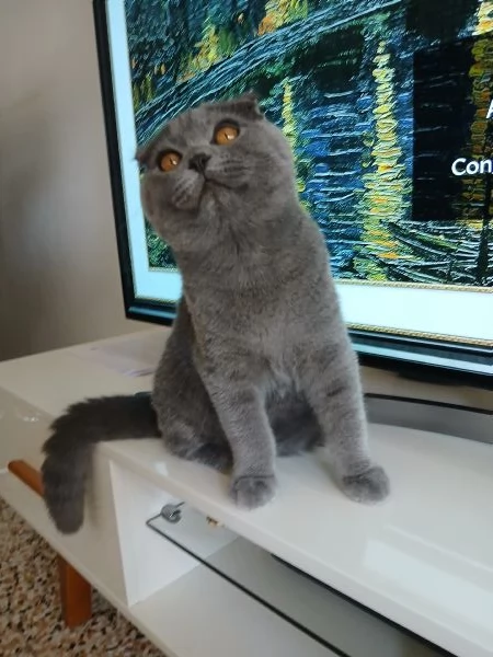 Gattino scottish fold blu | Foto 0