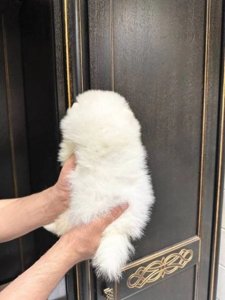 Cuccioli Spitz | Foto 1