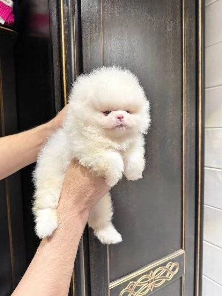 Cuccioli Spitz | Foto 0