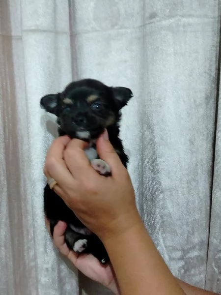 Chihuahua 