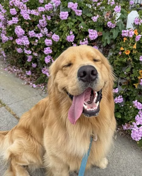 CUCCIOLO GOLDEN RETRIEVER  MASCHIO EFEMMINA RAZZA PURA DISPONIBILI  | Foto 4