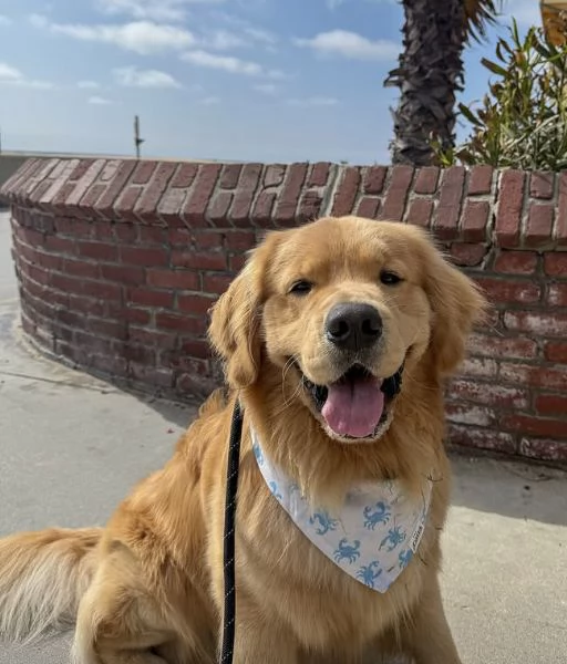 CUCCIOLO GOLDEN RETRIEVER  MASCHIO EFEMMINA RAZZA PURA DISPONIBILI  | Foto 3