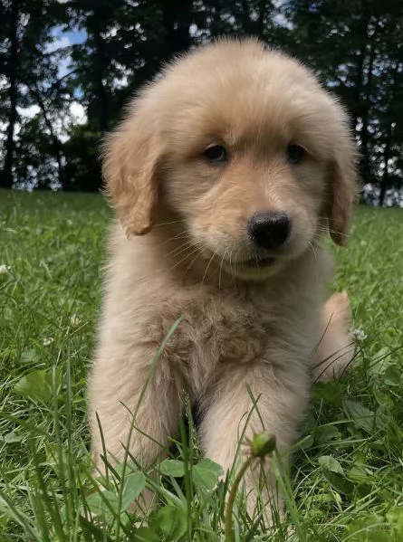 CUCCIOLO GOLDEN RETRIEVER  MASCHIO EFEMMINA RAZZA PURA DISPONIBILI 