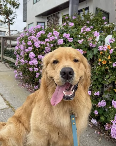 CUCCIOLO GOLDEN RETRIEVER  MASCHIO EFEMMINA RAZZA PURA DISPONIBILI  | Foto 0