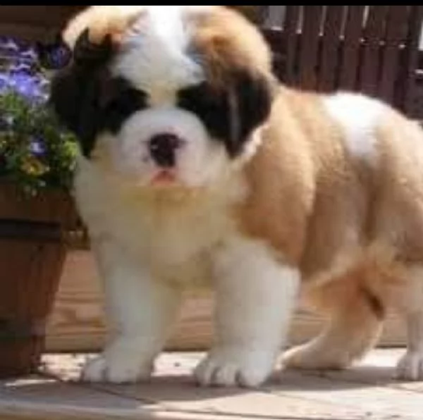 REGALO SAN BERNARDO CUCCIOLI DISPONIBLE PER L'ADOZIONE