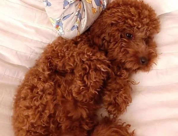 Questo cucciolo è dotato di: barboncino 