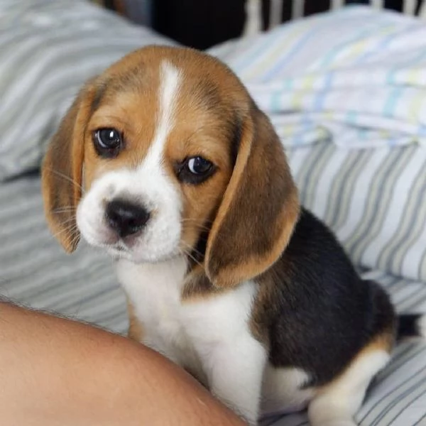 Offerta di adozione maschio e femmina. Beagle  | Foto 0