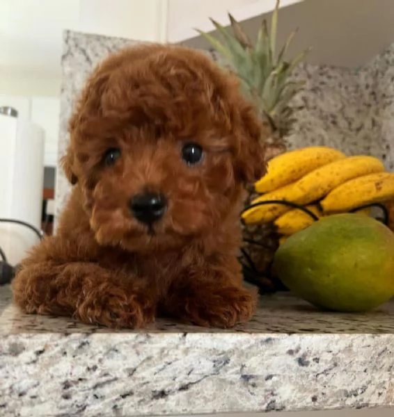 Questo cucciolo è dotato di: barboncino 
