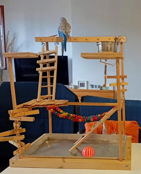 Cocorite, voliera, gabbia e e | Foto 1