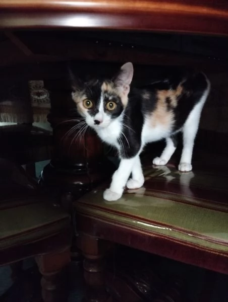 ‼️‼️Adozione del cuore‼️‼️