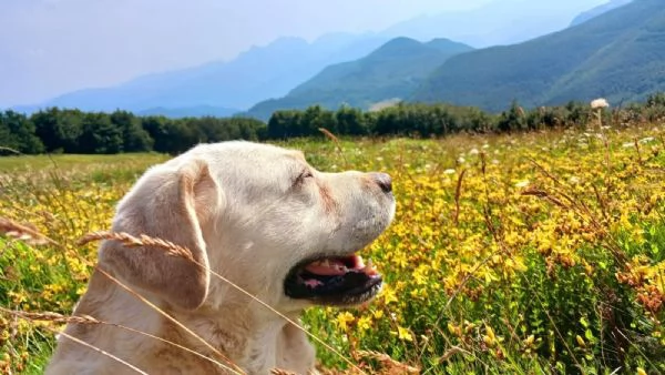 Urgente in regalo Labrador 9 anni .