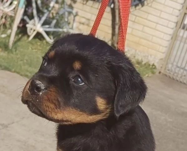 Rottweiler cuccioli bellissimi | Foto 6