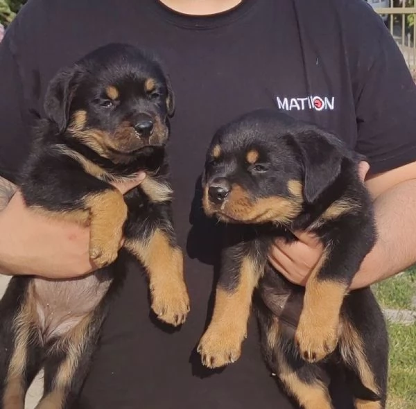 Rottweiler cuccioli bellissimi | Foto 5