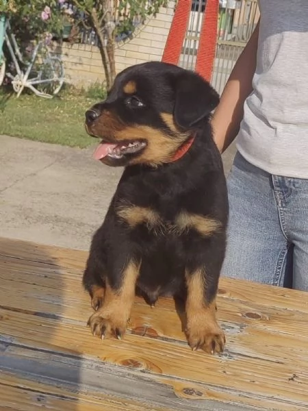 Rottweiler cuccioli bellissimi | Foto 4