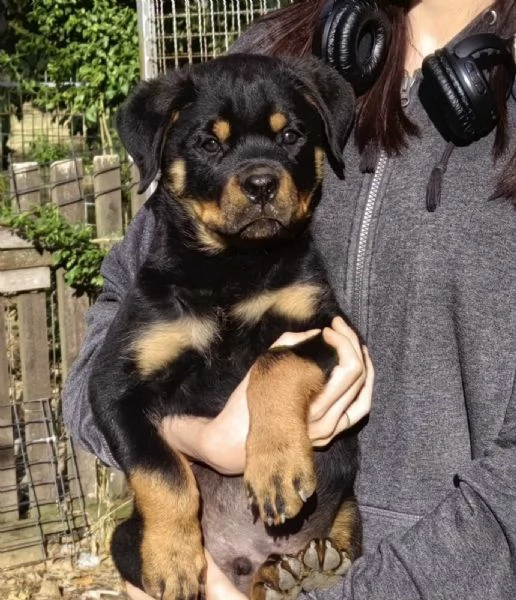 Rottweiler cuccioli bellissimi | Foto 3