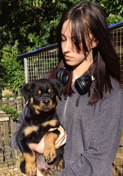 Rottweiler cuccioli bellissimi | Foto 2