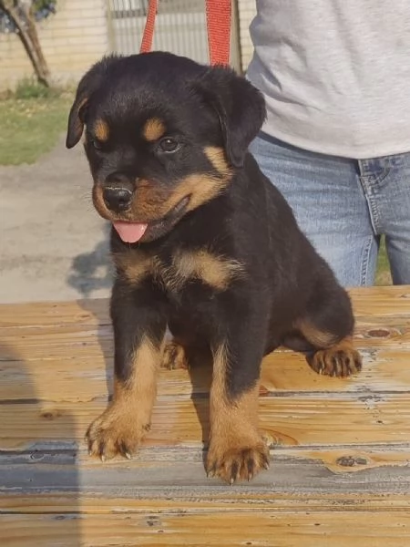 Rottweiler cuccioli bellissimi | Foto 1