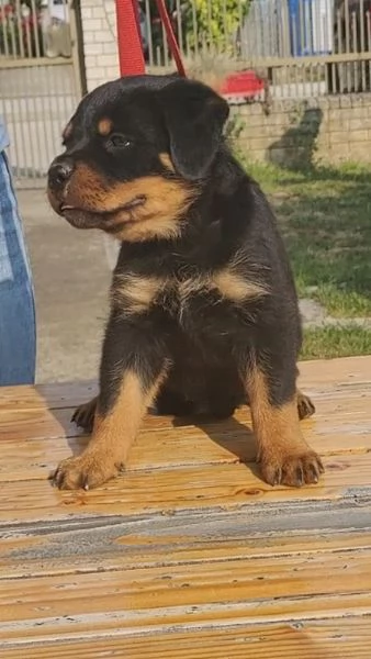 Rottweiler cuccioli bellissimi | Foto 0