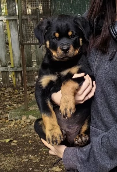 Rottweiler cuccioli bellissimi