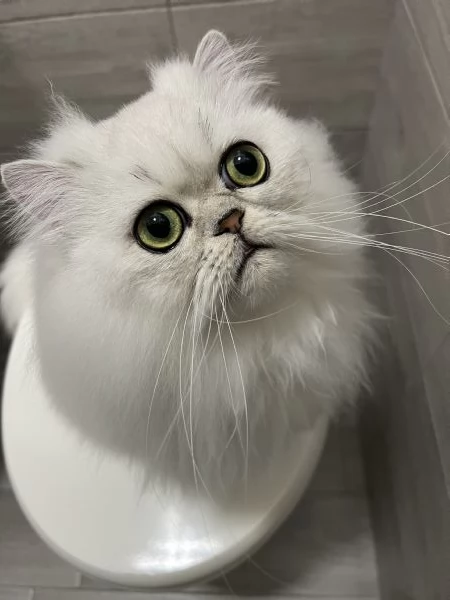 Persiano Cincilla con Pedigree 