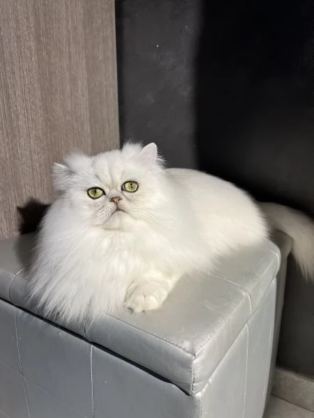 Persiano Cincilla con Pedigree  | Foto 3