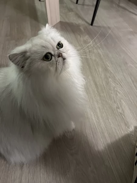 Persiano Cincilla con Pedigree  | Foto 2