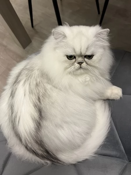 Persiano Cincilla con Pedigree  | Foto 1