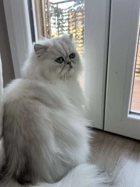 Persiano Cincilla con Pedigree  | Foto 0