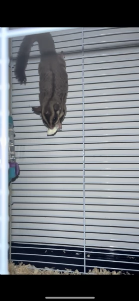 Petauro dello zucchero