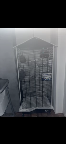 Petauro dello zucchero | Foto 1