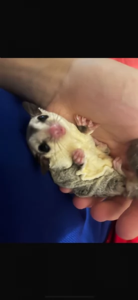 Petauro dello zucchero | Foto 0