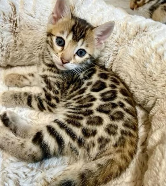 GATTI BENGALA IN REGALO