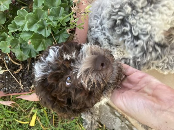 Vendo cucciola di Lagotto Romagnolo 